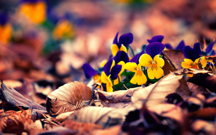 nature, Flowers, Leaves, Autumn, Fall, Seasons, Garden, Macro, Petals, Colors HD Wallpaper Desktop Background