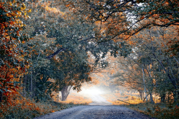 world, Roads, Lane, Street, Path, Nature, Landscapes, Trees, Forest, Fall, Autumn, Seasons, Leaves HD Wallpaper Desktop Background