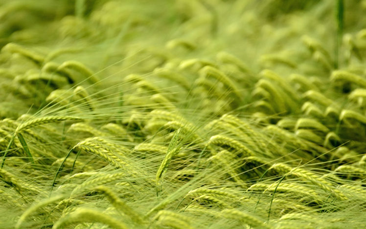 nature, Plants, Grass, Wheat, Grain, Crops, Green HD Wallpaper Desktop Background