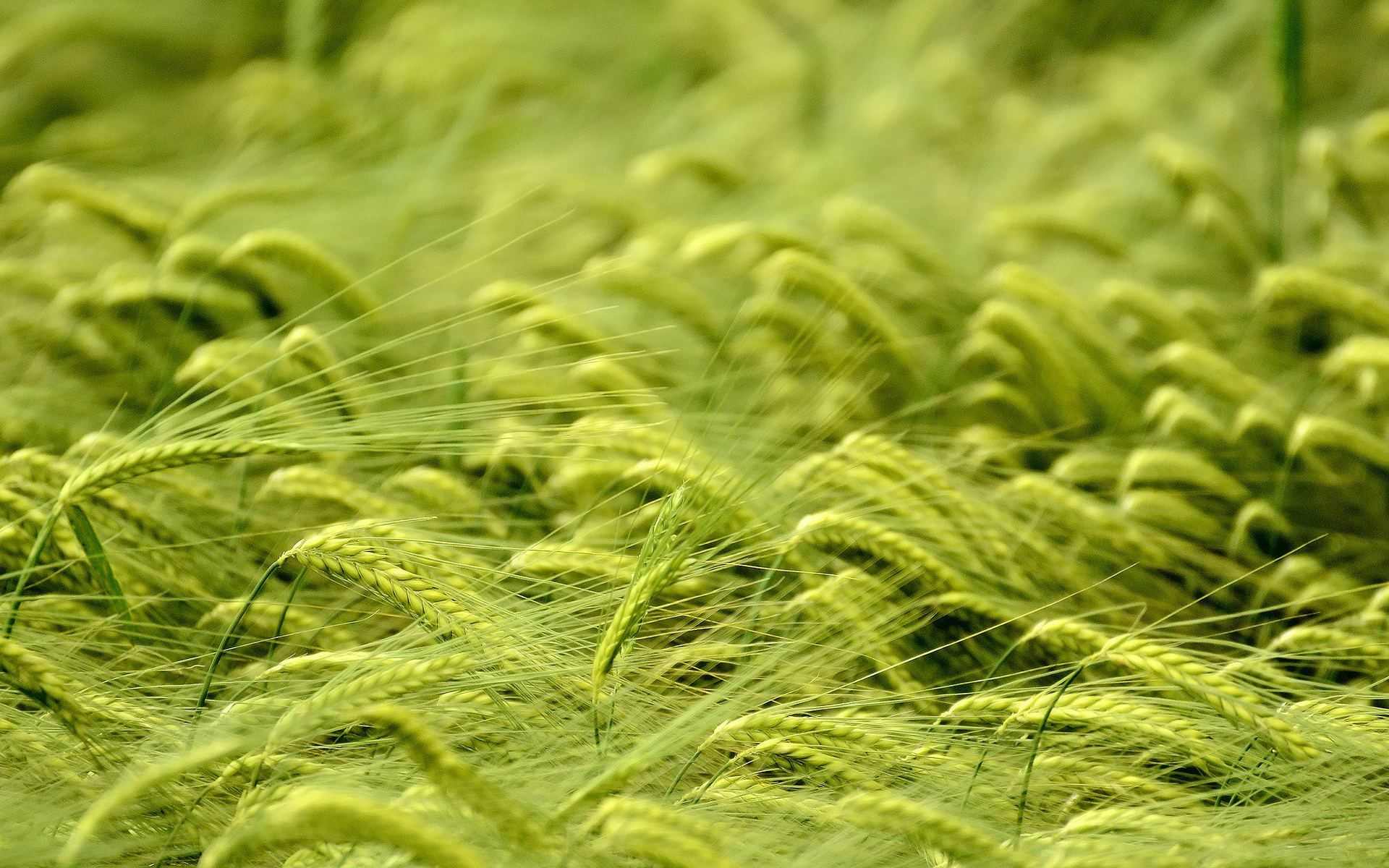 nature, Plants, Grass, Wheat, Grain, Crops, Green Wallpaper