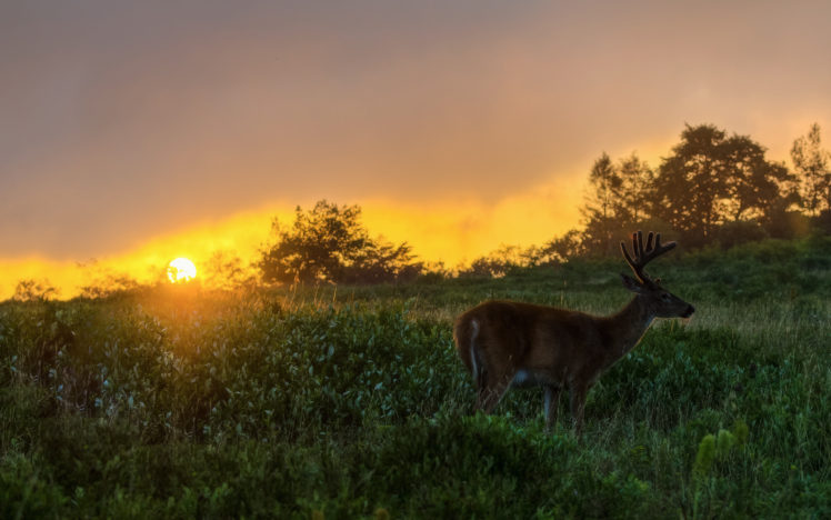 animals, Deer, Nature, Landscapes, Fields, Grass, Sky, Sunset, Sunrise, Sunlight HD Wallpaper Desktop Background