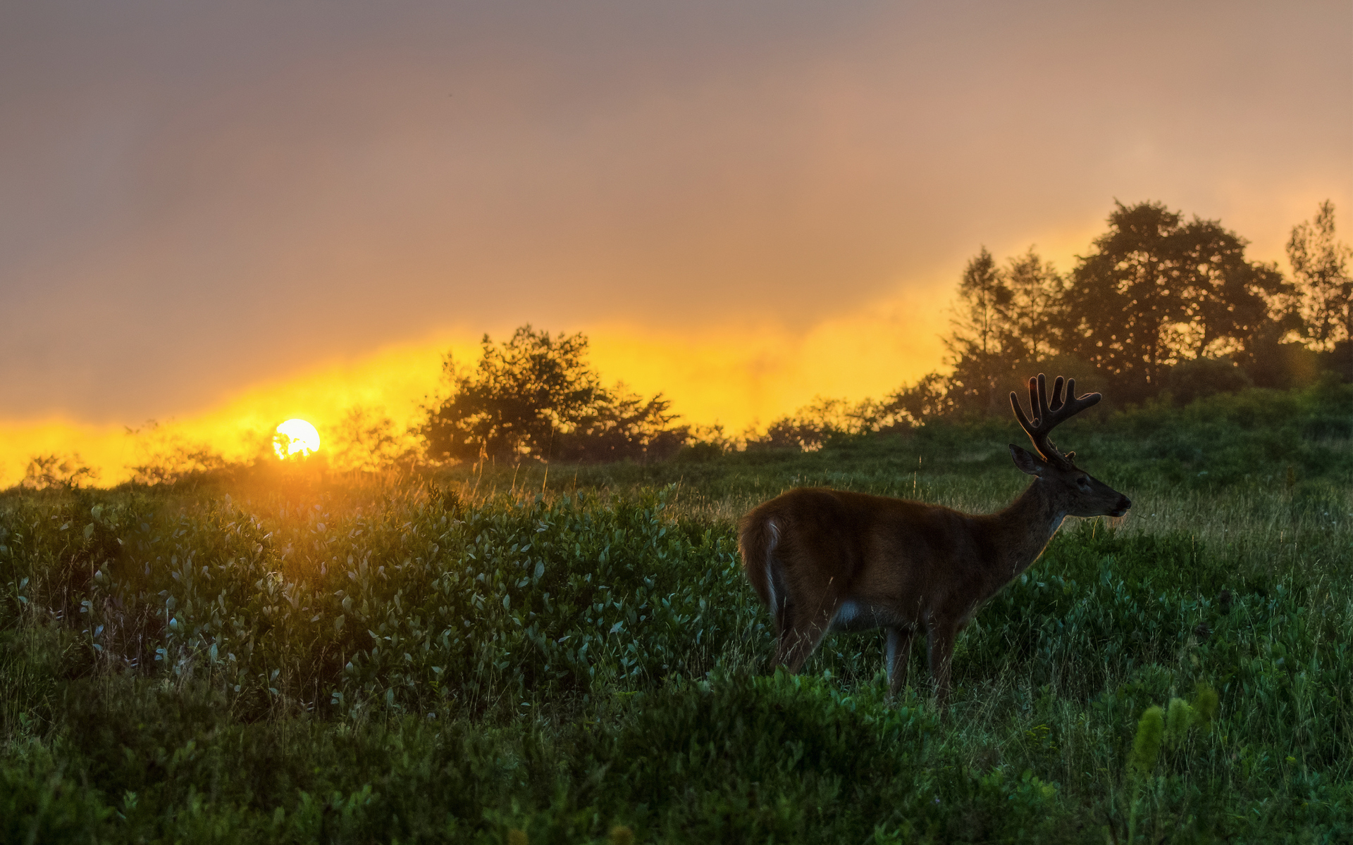 animals, Deer, Nature, Landscapes, Fields, Grass, Sky, Sunset, Sunrise, Sunlight Wallpaper