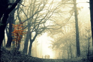 nature, Landscapes, Trees, Forest, Wood, Leaves, Sky, Fog, Mist, Haze, Light, People, Men, Males, Boys, Women, Females, Girls, Friends, Path, Trail, Roads