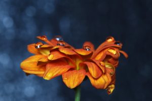 orange, Flower, With, Drops, Over, It
