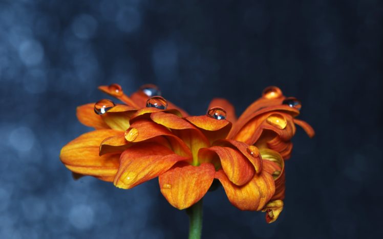 orange, Flower, With, Drops, Over, It HD Wallpaper Desktop Background