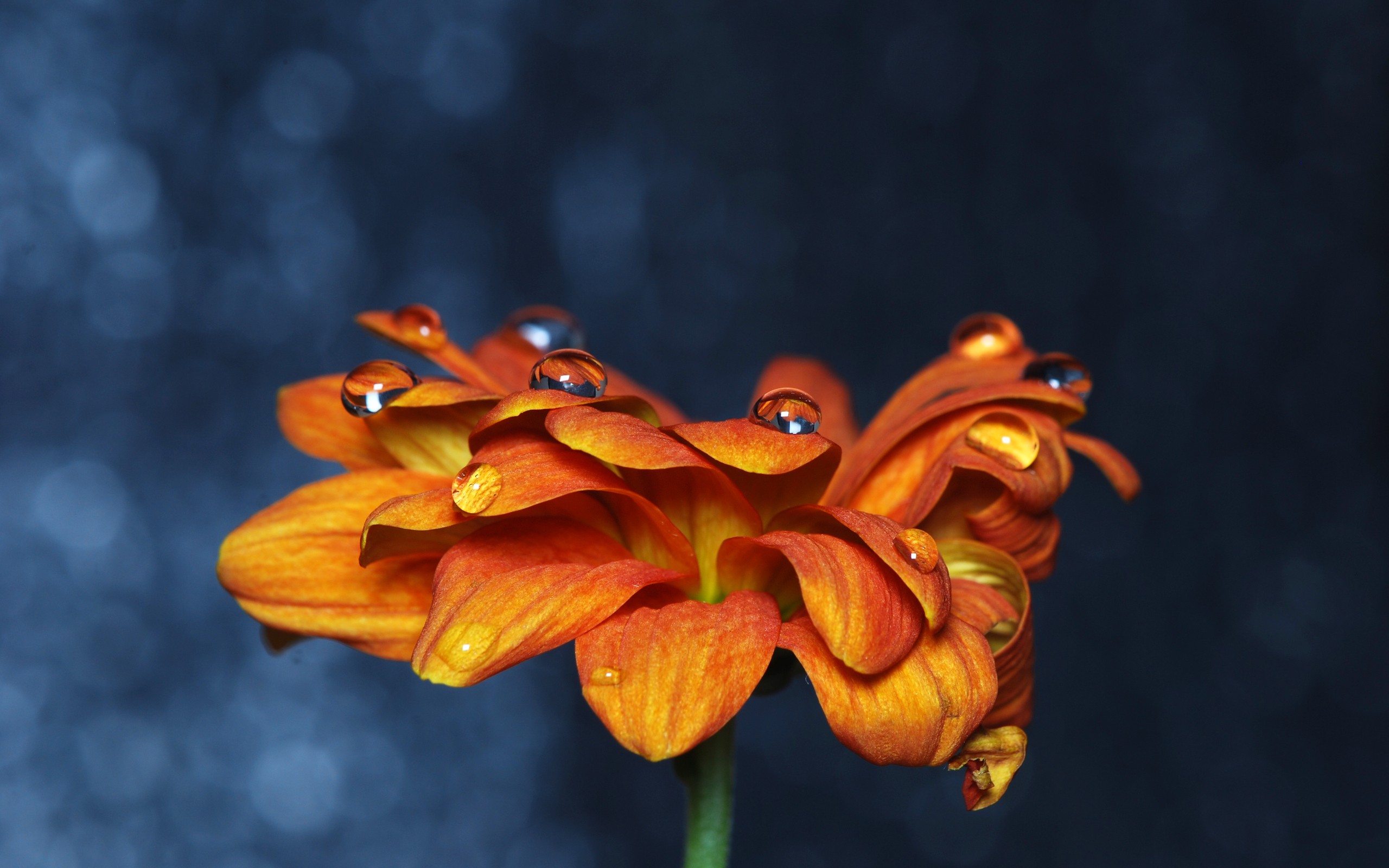 orange, Flower, With, Drops, Over, It Wallpaper