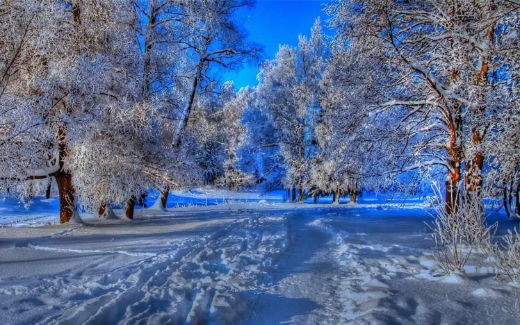 nature, Landscapes, Trees, Forest, Path, Trail, Foot, Prints, Hdr, Blue, Winter, Snow, Seasons, Cold, Frost HD Wallpaper Desktop Background