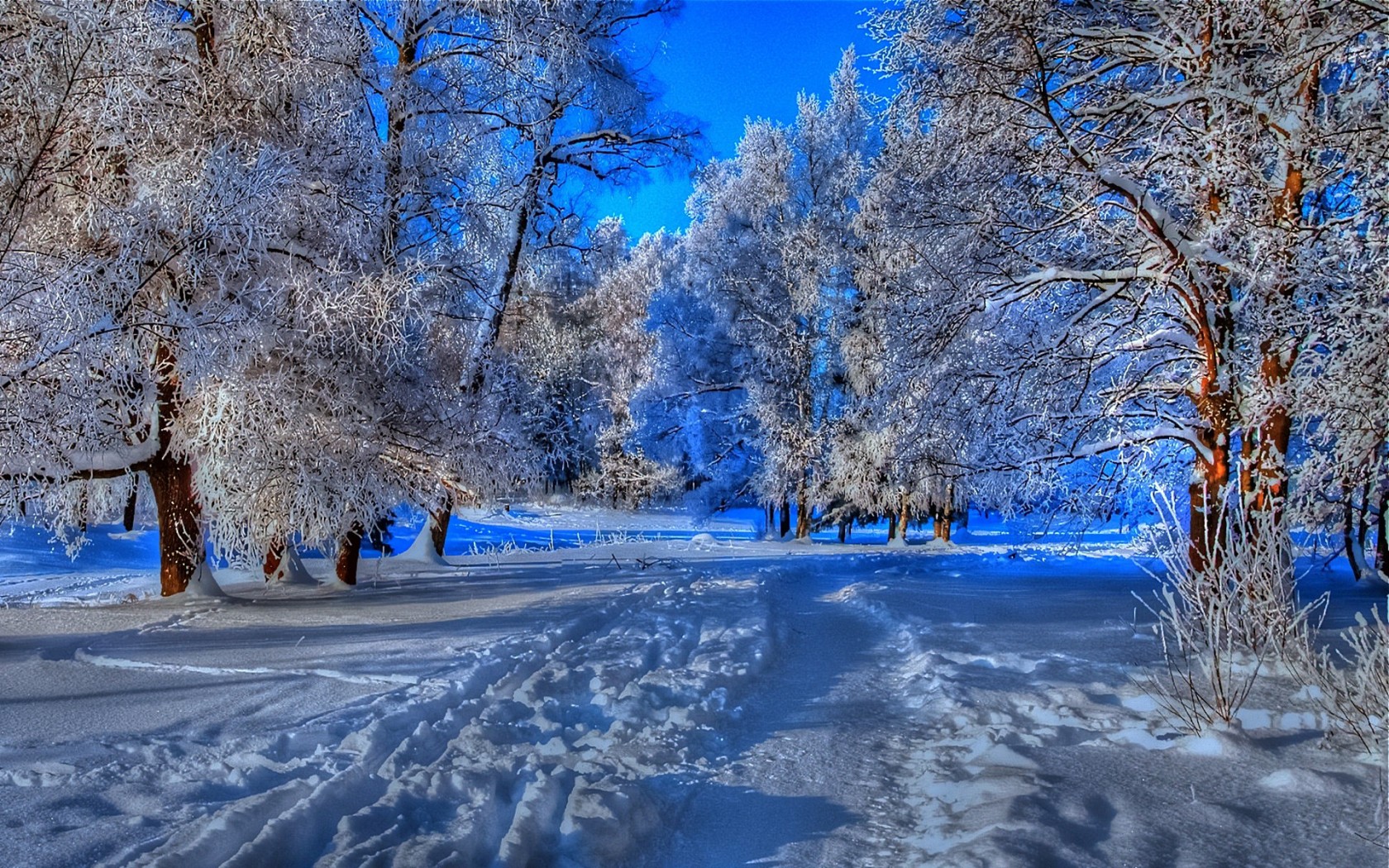 nature, Landscapes, Trees, Forest, Path, Trail, Foot, Prints, Hdr, Blue, Winter, Snow, Seasons, Cold, Frost Wallpaper