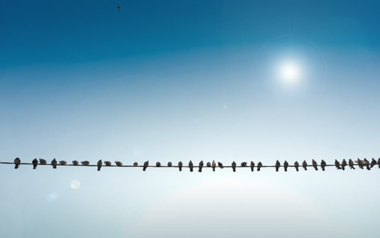 animals, Birds, Pigeons, Wire, Sun, Sunlight, Flock, Feathers, Nature HD Wallpaper Desktop Background