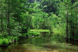 nature, Landscapes, Rivers, Stream, Water, Banks, Shore, Trees, Forest, Hills, Green, Spring, Seasons, Reflection