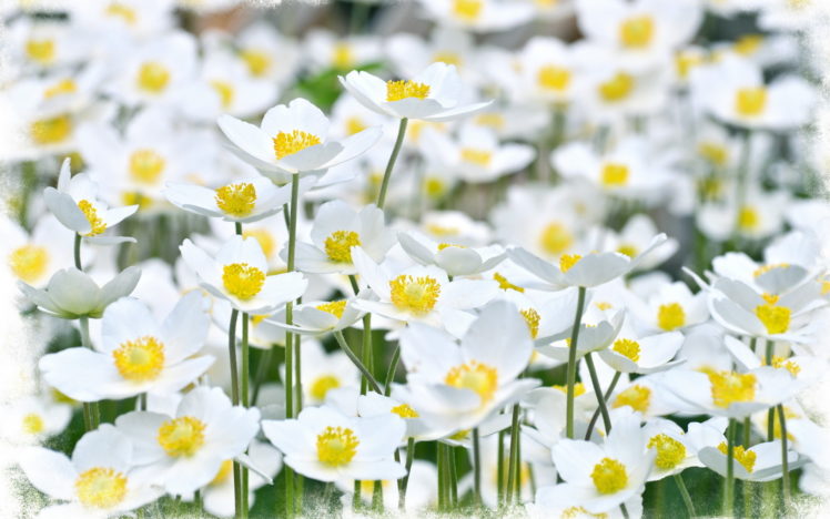 nature, Flowers, Petals, Plants, Fields, Garden, Bright, White, Yellow HD Wallpaper Desktop Background