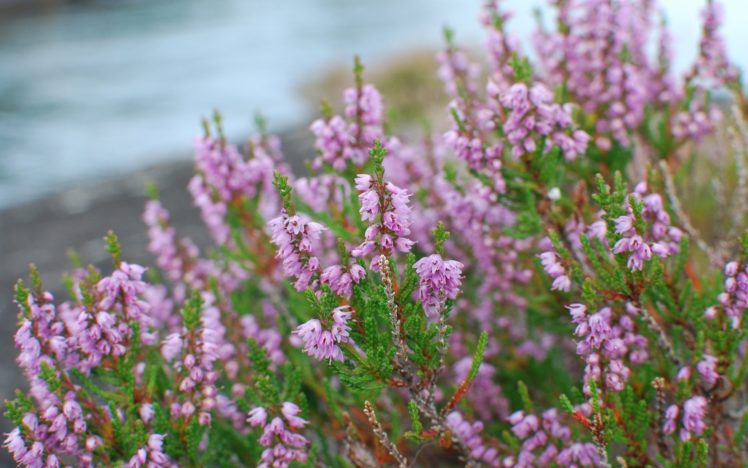 nature, Flowers, Purple, Plants, Macro HD Wallpaper Desktop Background