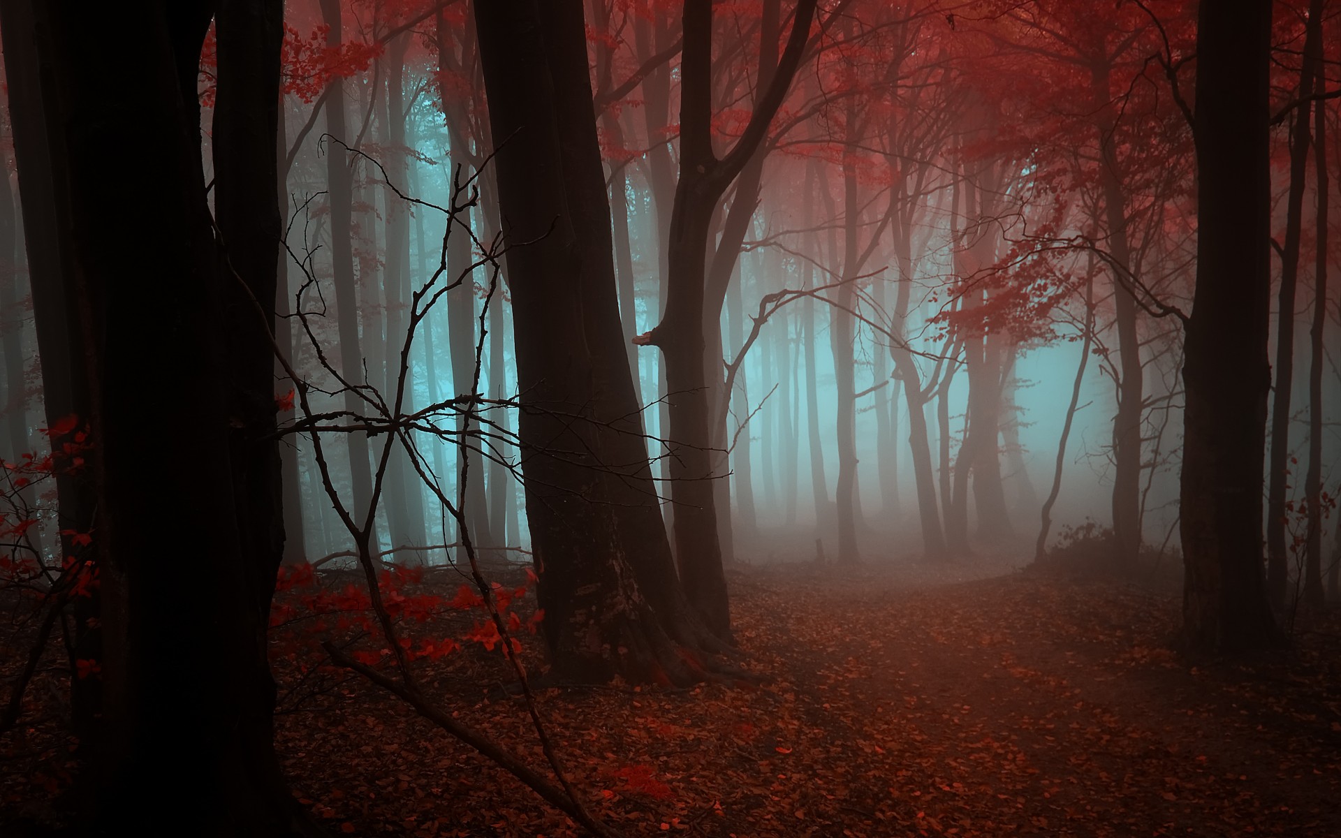 nature, Landscapes, Trees, Forests, Leaves, Autumn, Fall, Seasons, Fog, Mist, Color, Red Wallpaper