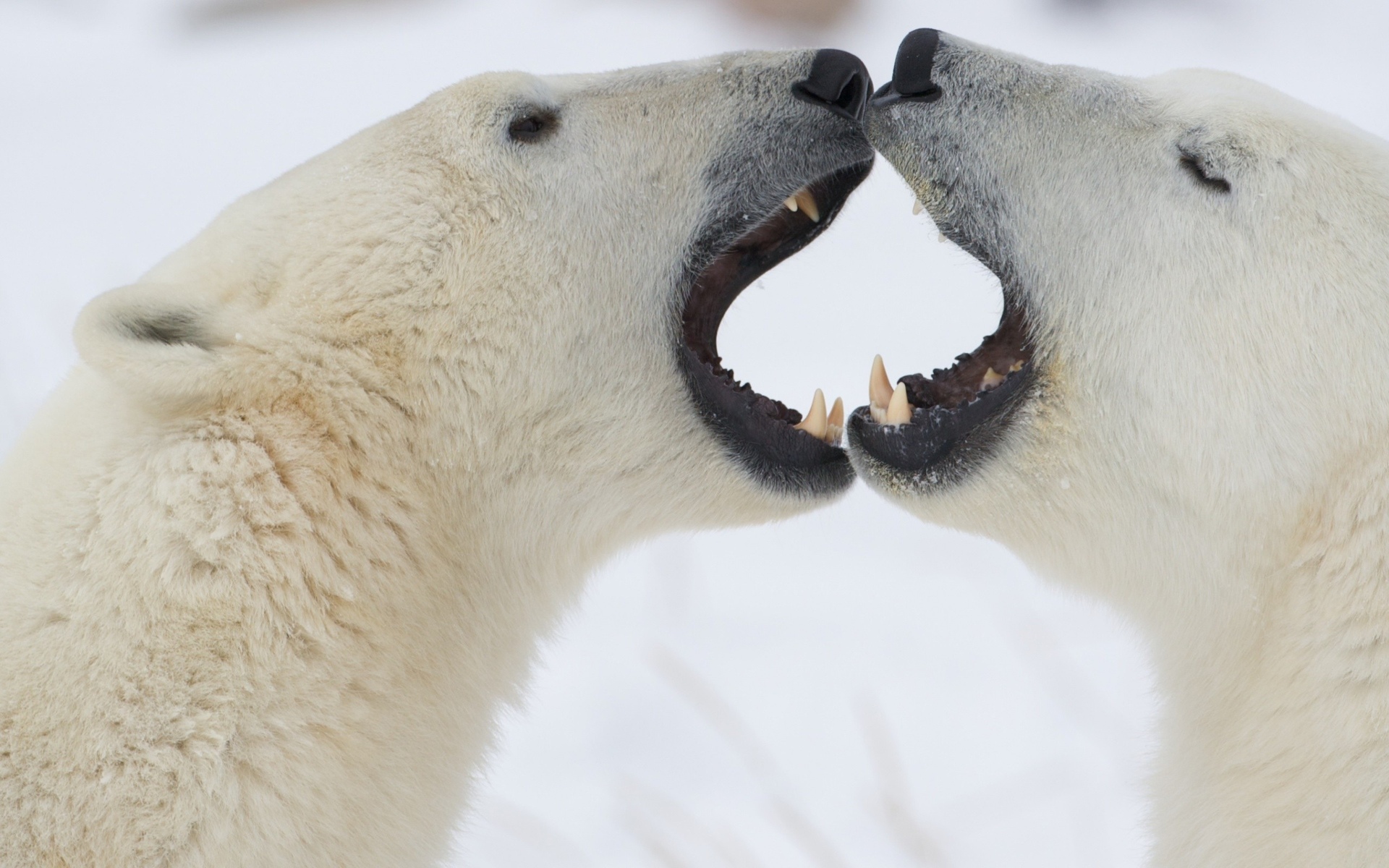animals, Bears, Polar, Play, Fight, Face, Fangs, Wildlife, Predator, White, Fur Wallpaper