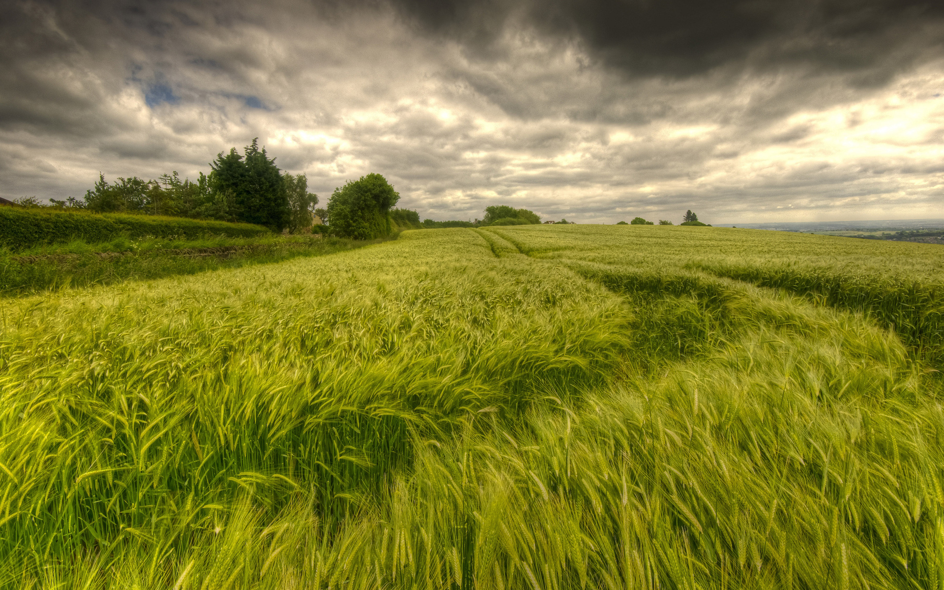 nature, Landscapes, Fields, Grass, Wheat, Trees, Sky, Clouds, Hdr Wallpaper