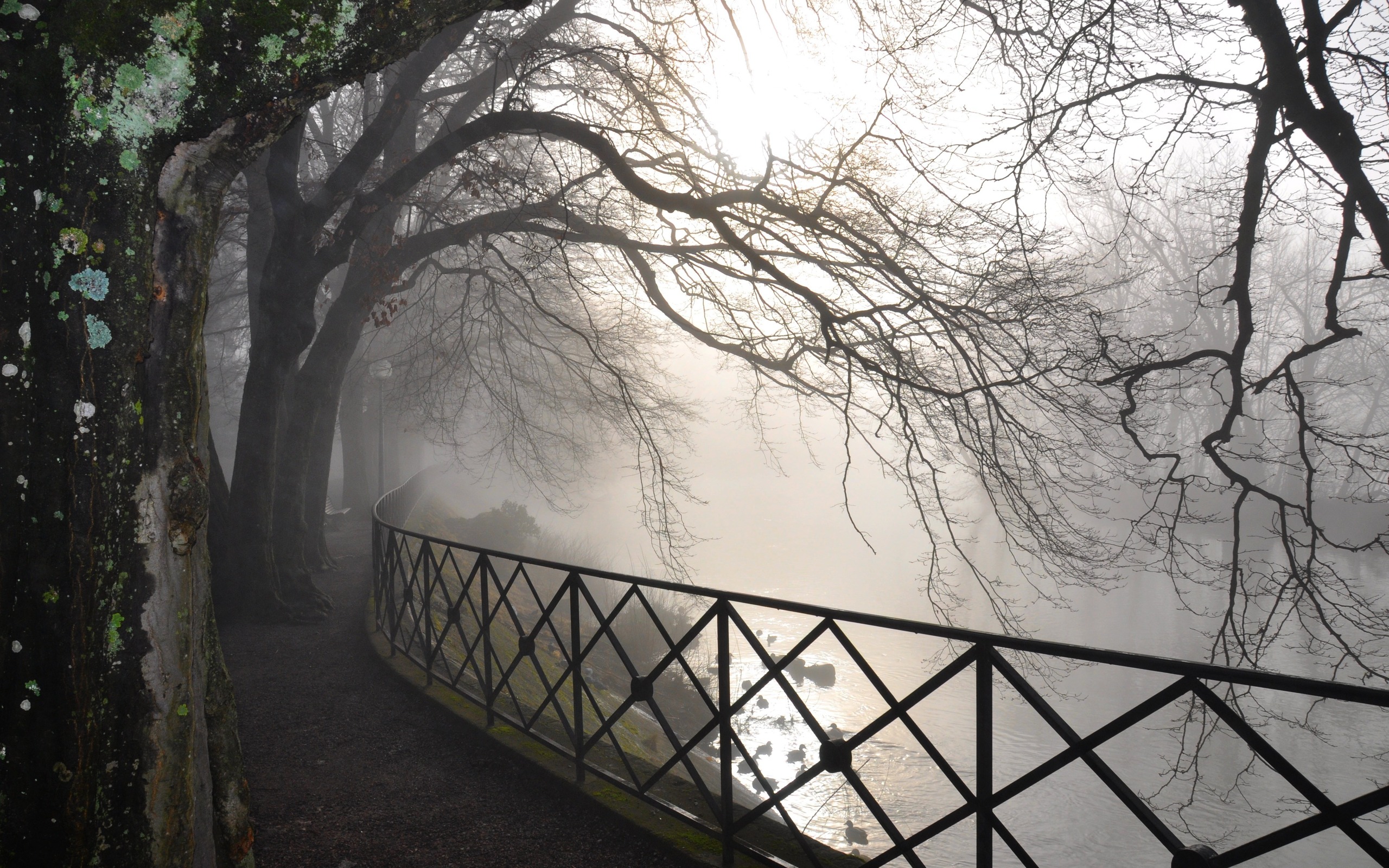 fog, Over, The, Tree Wallpaper