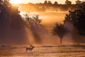 animals, Elk, Antlers, Nature, Landscapes, Fields, Trees, Fog, Sunlight, Sunbeam, Sunrise, Sunset, Bright, Light