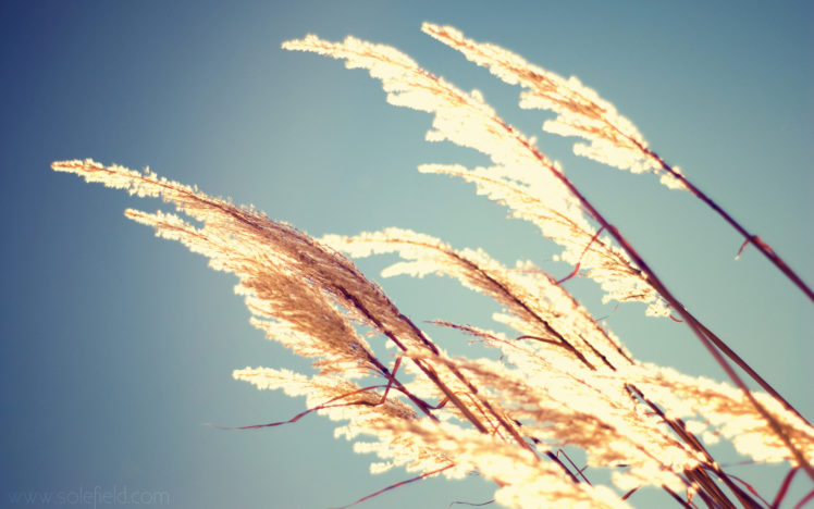 nature, Plants, Grass, Sunlight, Bright HD Wallpaper Desktop Background