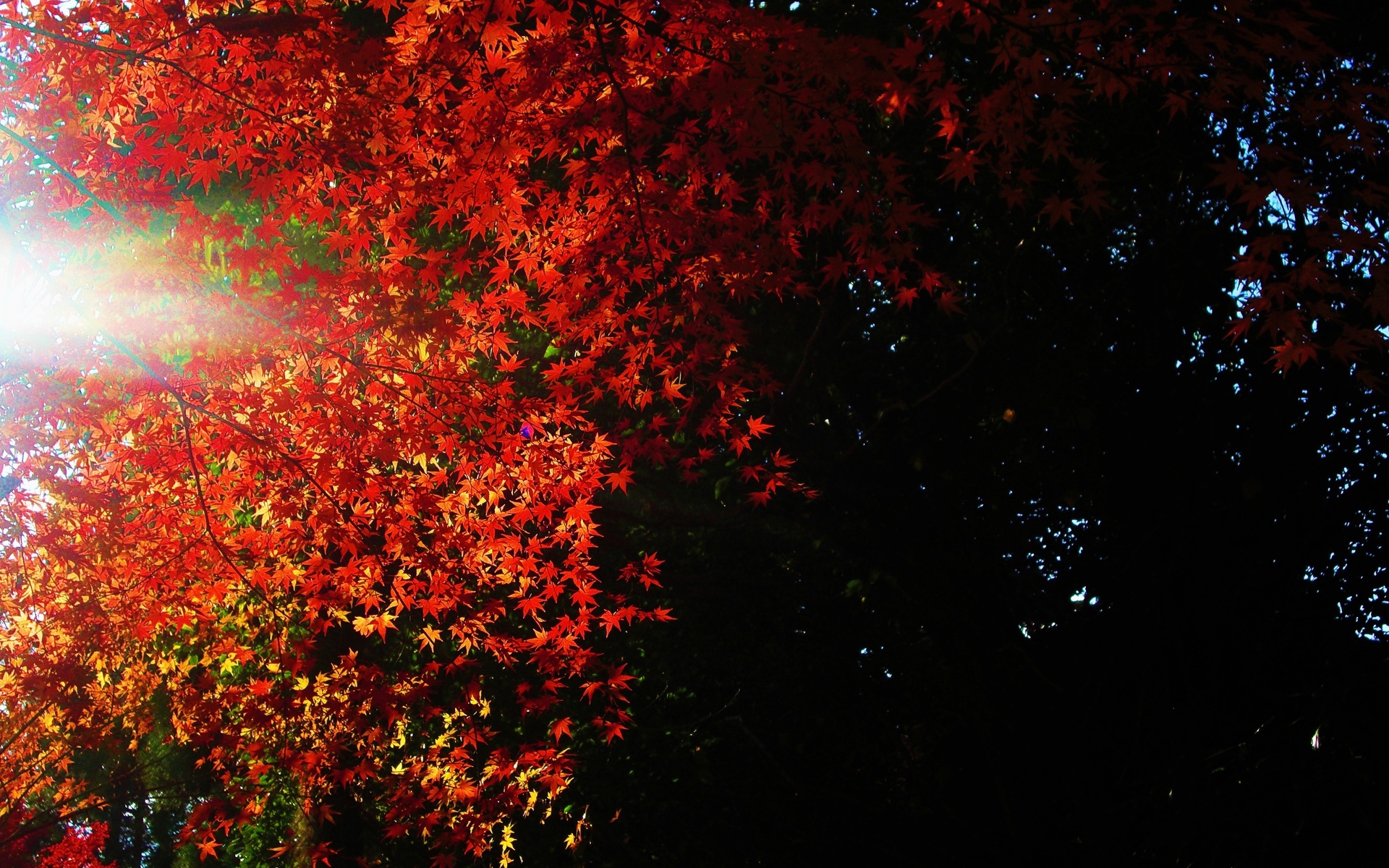 nature, Trees, Leaves, Sunlight, Autumn, Fall, Seasons, Color Wallpaper