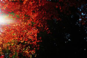 nature, Trees, Leaves, Sunlight, Autumn, Fall, Seasons, Color