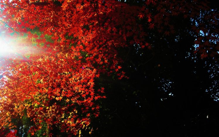 nature, Trees, Leaves, Sunlight, Autumn, Fall, Seasons, Color HD Wallpaper Desktop Background