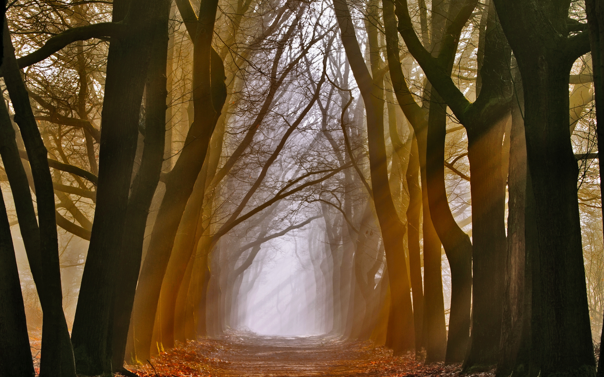 nature, Landscapes, Trees, Forest, Wood, Path, Trail, Sidewalk, Leaves, Autumn, Fall, Seasons, Fog Wallpaper