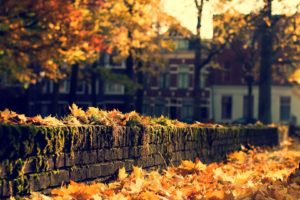 nature, Leaves, Autumn, Fall, Seasons, Trees, Wall, Stone, Architecture, Buildings, Houses