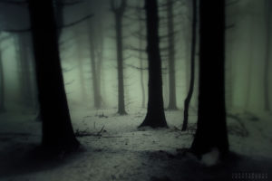 nature, Landscapes, Trees, Forest, Wood, Gloom, Snowing, Snow, Winter, Fog, Haze, Mist, Cold, Spooky