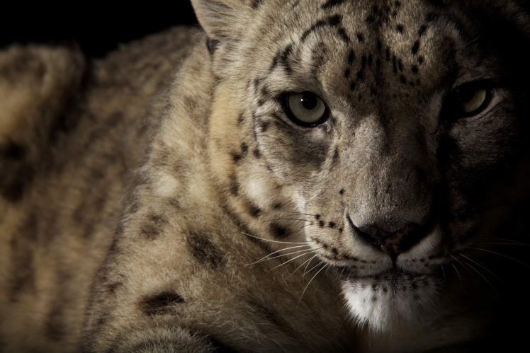 animals, Cats, Leopards, Predator, Face, Eyes, Whiskers, Spots HD Wallpaper Desktop Background