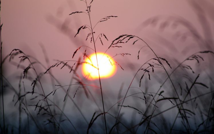 nature, Sunsets, Sunrise, Grass, Plants, Sky, Sun, Silhouett HD Wallpaper Desktop Background