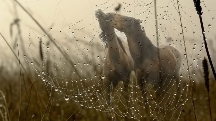 animals, Horses, Webs, Spider, Dew, Drops, Grass, Nature, Fields, Love, Manipulation, Cg, Digital, Art HD Wallpaper Desktop Background