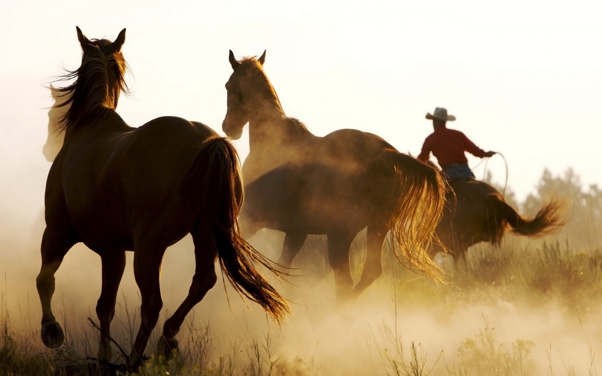 animals, Horses, People, Cowboys, Dust, Men, Males, Rustic, Western Wallpaper