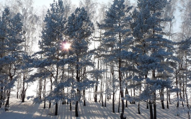 nature, Trees, Forest, Winter, Snow, Seasons, Sunlight, White HD Wallpaper Desktop Background