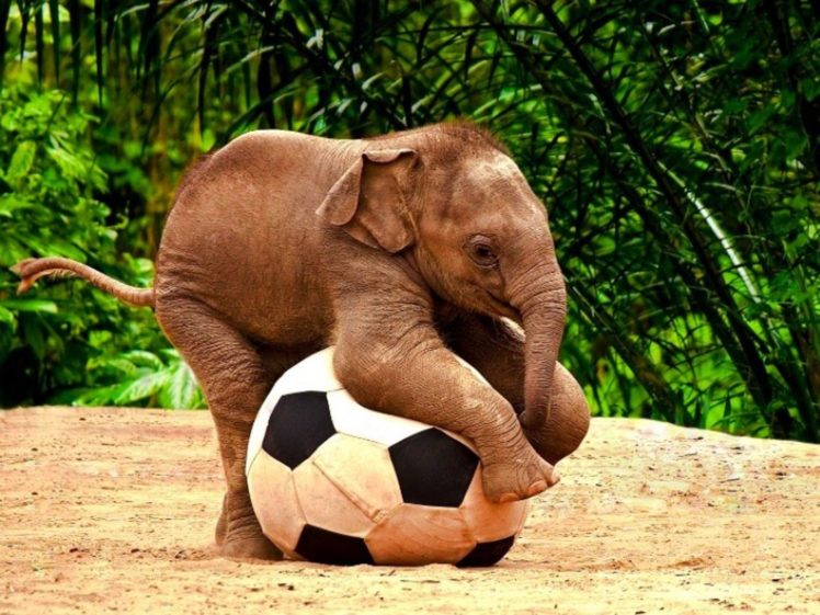 animals, Wildlife, Elephants, Baby, Elephant, Christmas, Globes, Football, Ball, Baby, Animals HD Wallpaper Desktop Background