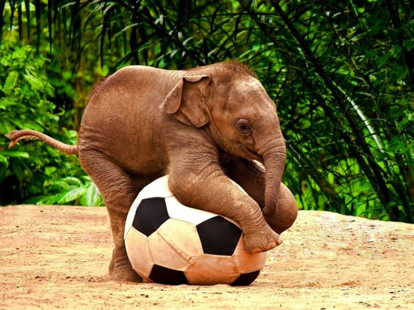 animals, Wildlife, Elephants, Baby, Elephant, Christmas, Globes, Football, Ball, Baby, Animals Wallpaper