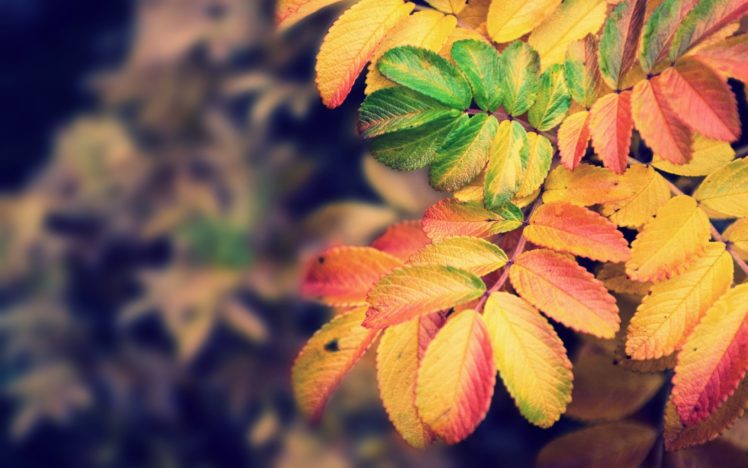 nature, Autumn, Leaves HD Wallpaper Desktop Background