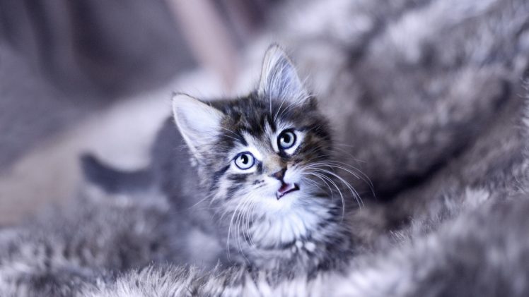 animals, Cats, Feline, Kitten, Pov, Eyes, Face, Whickers HD Wallpaper Desktop Background