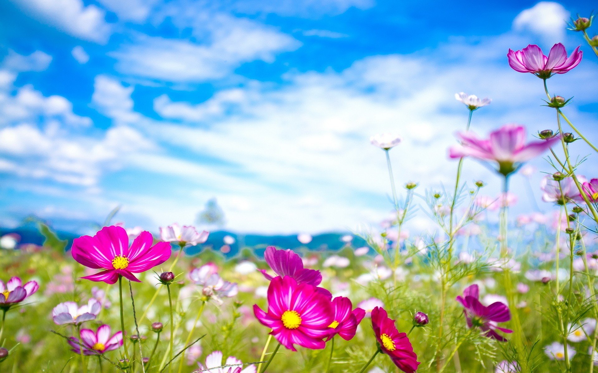 flowers Wallpaper