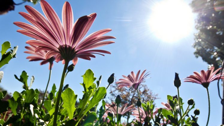 nature, Flowers, Sunlight, Sunny HD Wallpaper Desktop Background