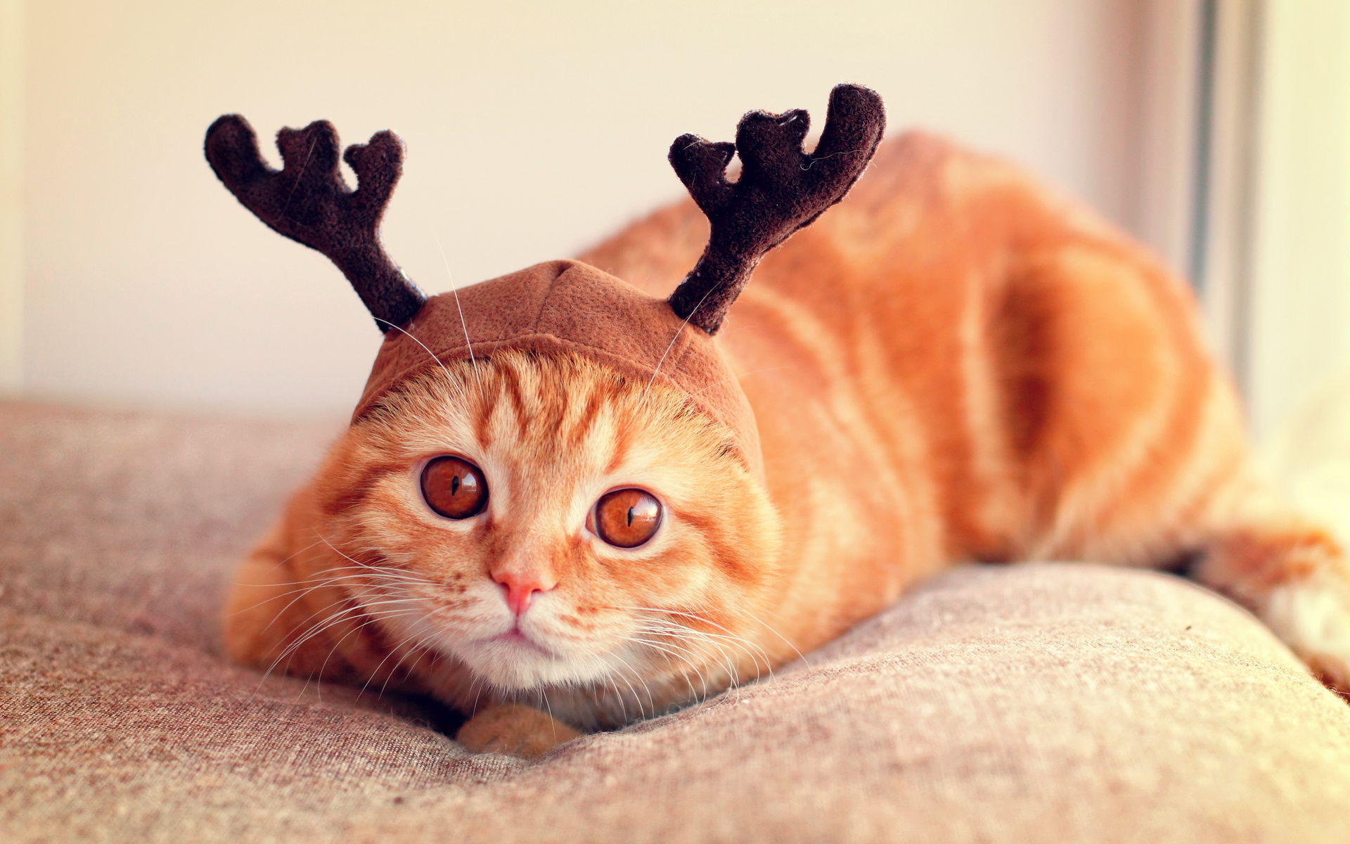 animals, Cats, Feline, Pov, Face, Eyes, Whiskers, Humor, Cute Wallpaper