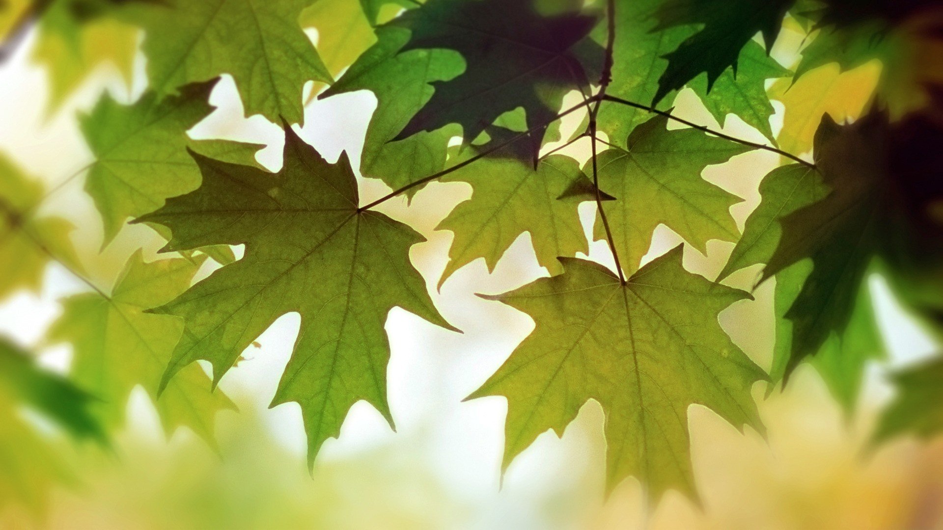 leaves Wallpaper