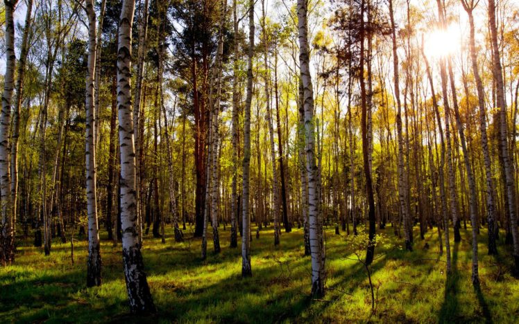 nature, Landscapes, Trees, Forest, Leaves, Sunlight HD Wallpaper Desktop Background