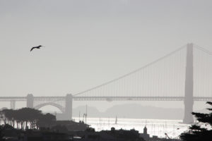 san, Francisco, Golden, Gate, Bridge, World, Architecture, Bay, Harbor, Water, Reflection, Water, Sky, Animals, Birds, Seagull, Trees, Buildings, Scenic