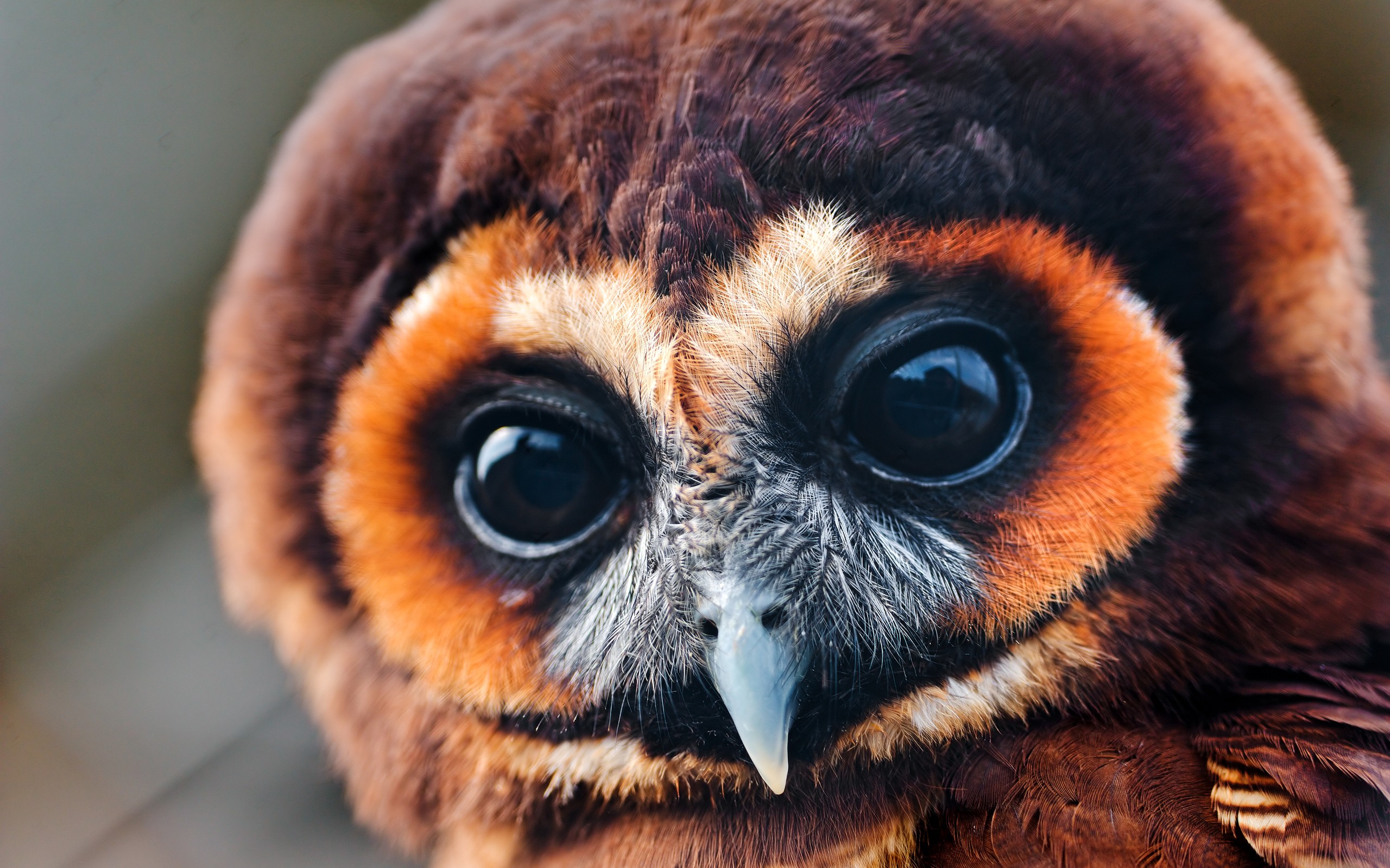 pretty, Brown, Owl Wallpaper