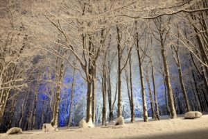nature, Trees, Forest, Winter, Snow, Seasons