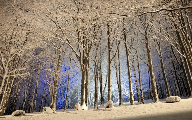 nature, Trees, Forest, Winter, Snow, Seasons HD Wallpaper Desktop Background