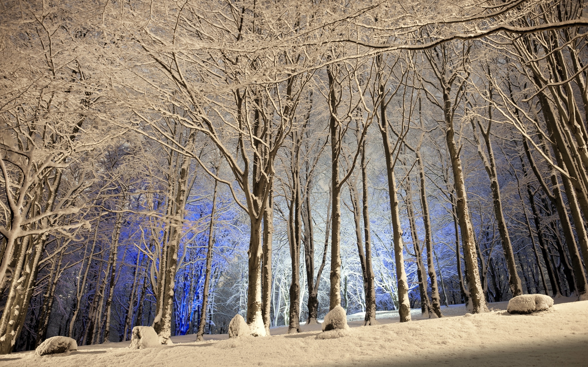 nature, Trees, Forest, Winter, Snow, Seasons Wallpaper