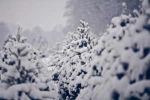 nature, Trees, Forest, Winter, Snow, Seasons, Snowing, Flakes, Drops