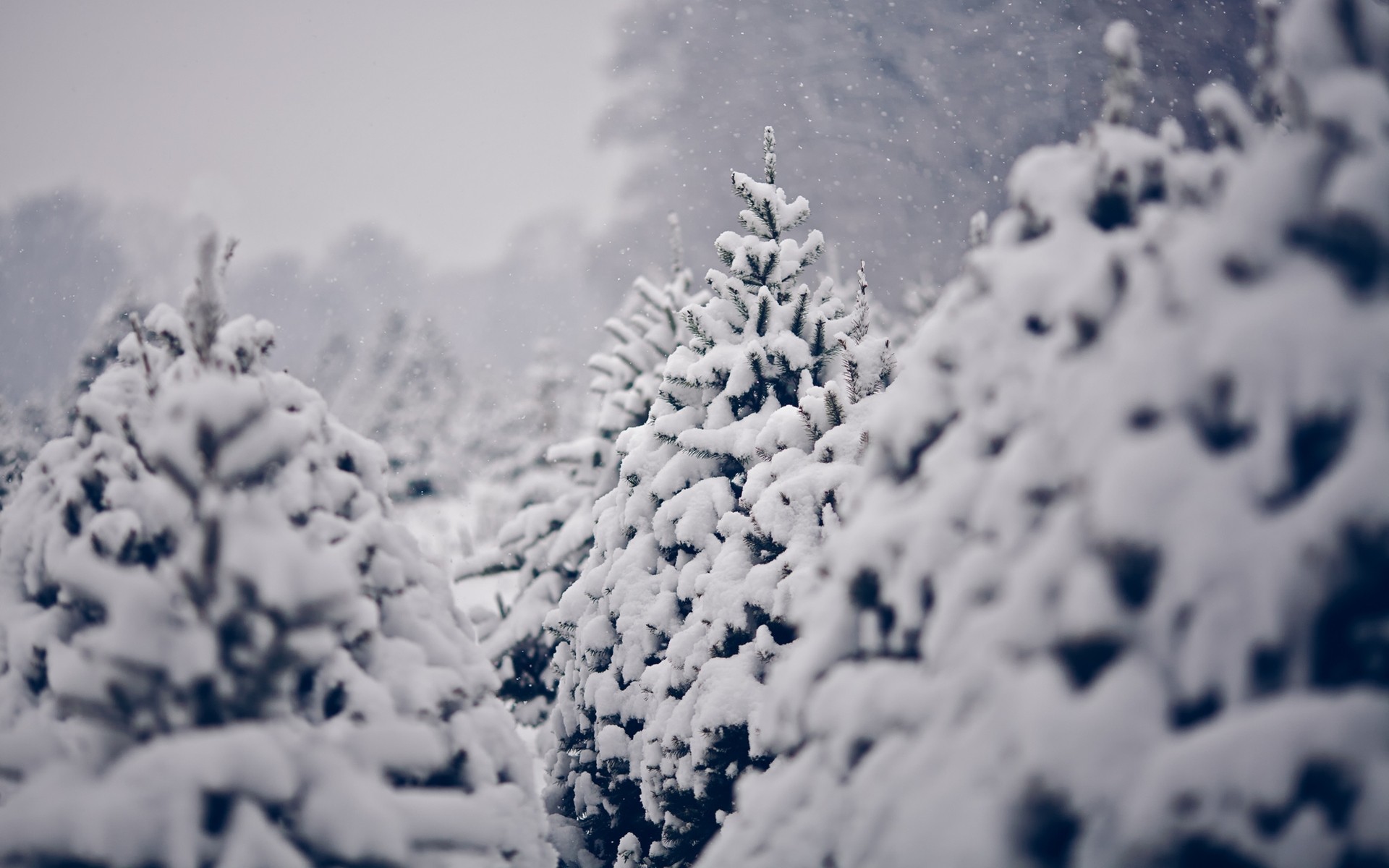 nature, Trees, Forest, Winter, Snow, Seasons, Snowing, Flakes, Drops Wallpaper