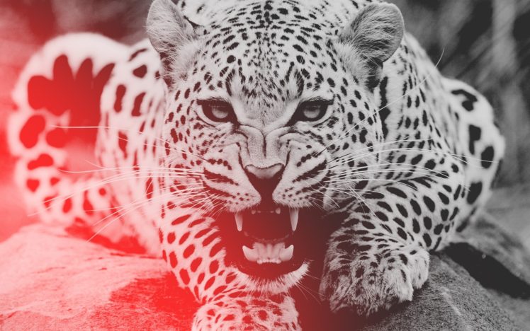 leopard, Animals, Cats, Predator, Snarl, Fangs, Spots, Pov, Face HD Wallpaper Desktop Background